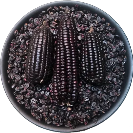 Mazorca Morada Peruana sembrada en Oaxaca, envíos a todo México
